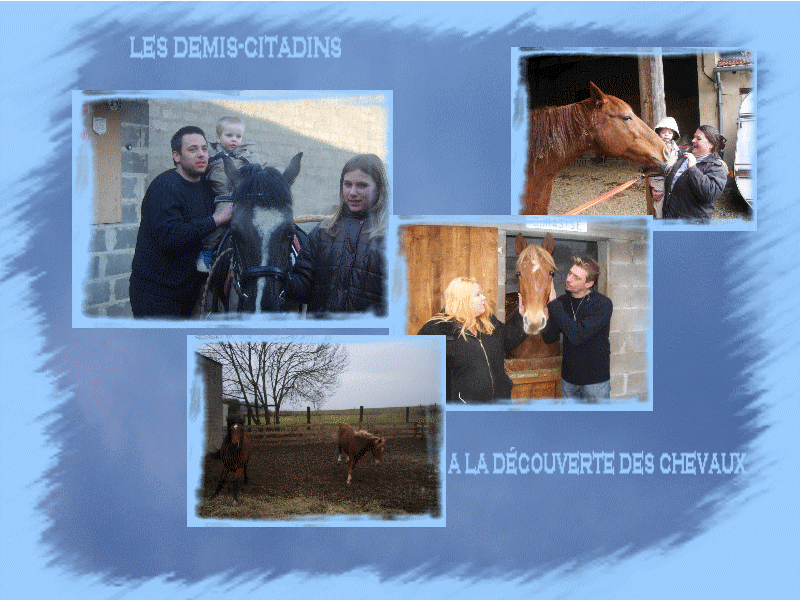 a la découverte des chevaux