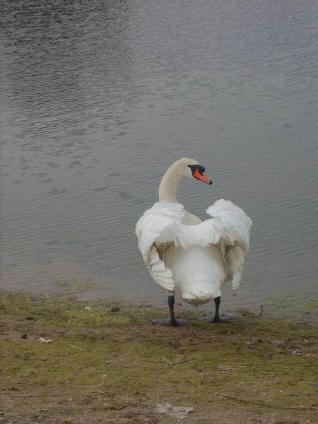 Les Cygnes